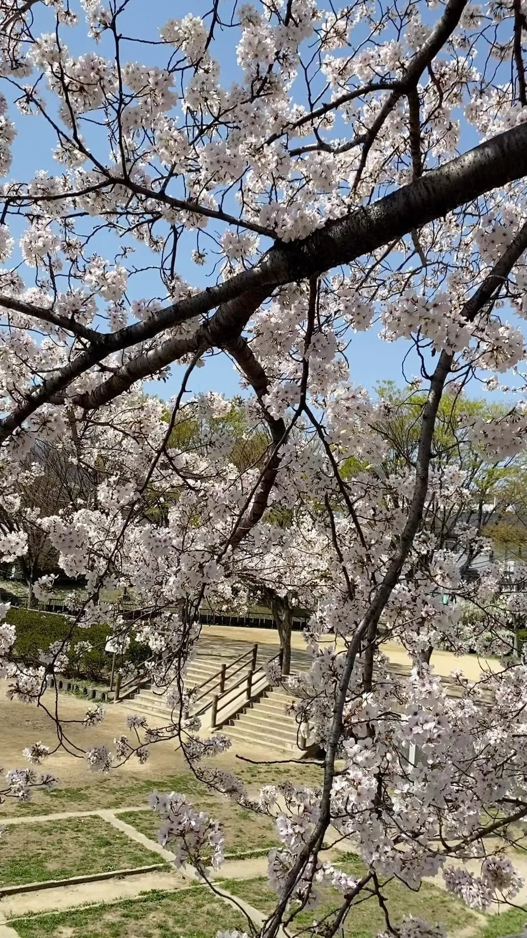 夙川は、桜で有名な所です🌸